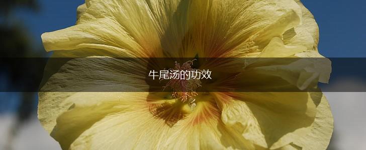 牛尾汤的功效,第1张