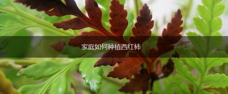 家庭如何种植西红柿,第1张