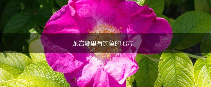 龙岩哪里有钓鱼的地方,第1张 龙岩哪里有钓鱼的地方,第1张