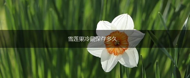 雪莲果冷藏保存多久,第1张