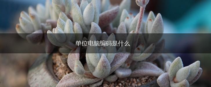 单位电脑编码是什么,第1张
