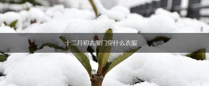 十二月初去厦门穿什么衣服,第1张