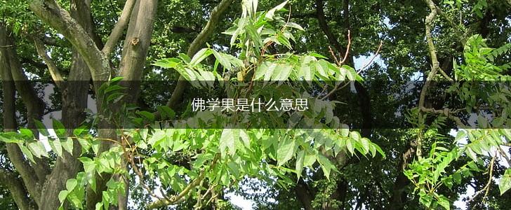 佛学果是什么意思,第1张