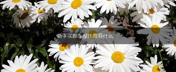 新手买跑车摩托推荐什么,第1张