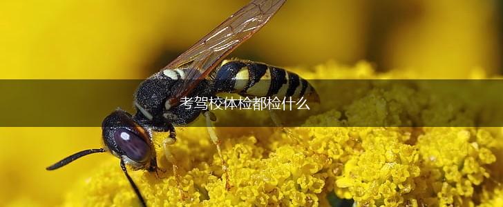 考驾校体检都检什么,第1张