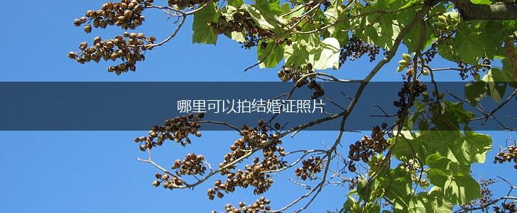 哪里可以拍结婚证照片,第1张