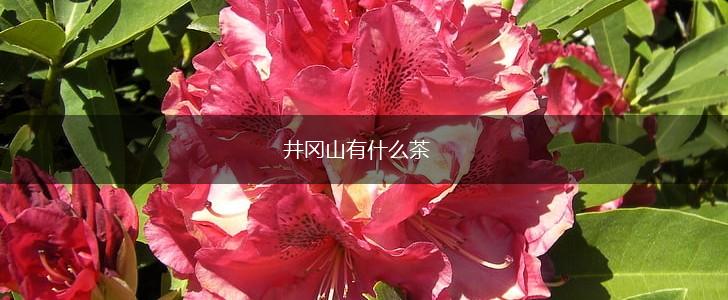 井冈山有什么茶,第1张