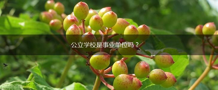 公立学校是事业单位吗？,第1张