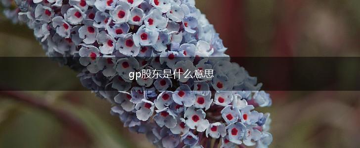 gp股东是什么意思,第1张