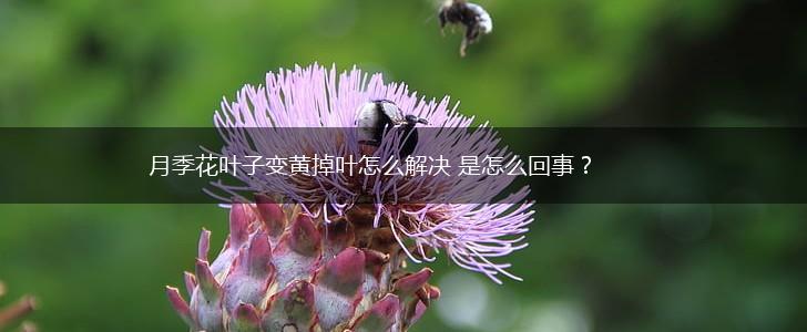 月季花叶子变黄掉叶怎么解决 是怎么回事？,第1张