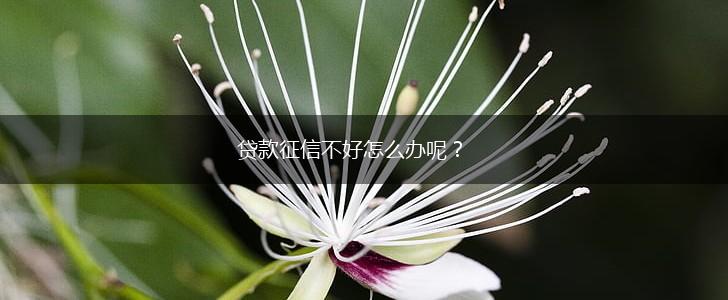 贷款征信不好怎么办呢？,第1张