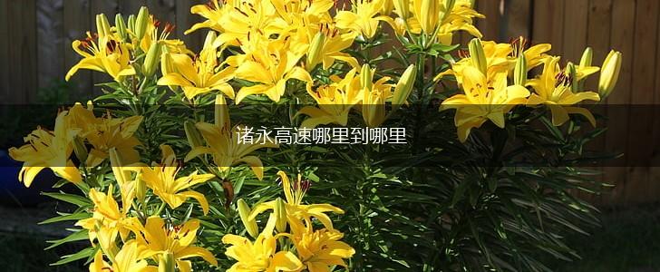诸永高速哪里到哪里,第1张
