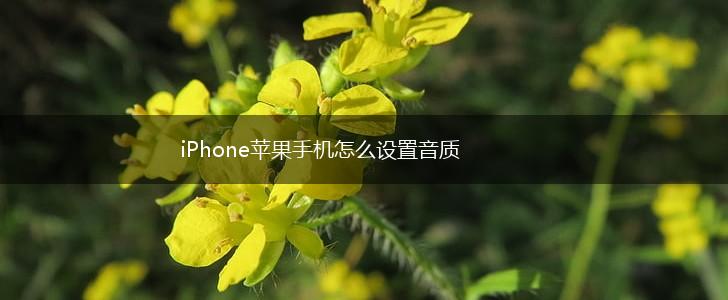 iPhone苹果手机怎么设置音质,第1张