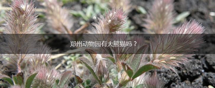 郑州动物园有大熊猫吗？,第1张