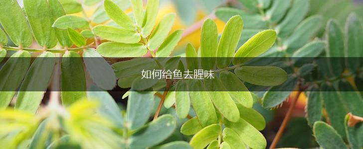 如何给鱼去腥味,第1张