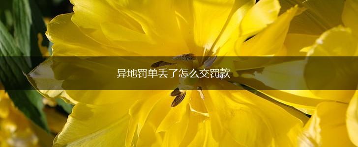 异地罚单丢了怎么交罚款,第1张