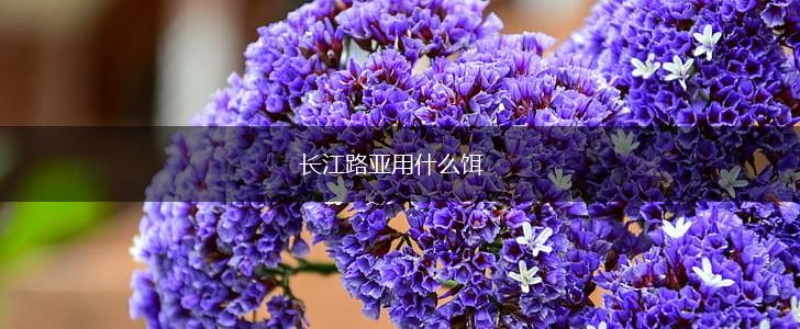 长江路亚用什么饵,第1张