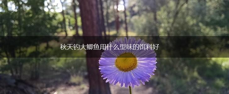 秋天钓大鲫鱼用什么型味的饵料好,第1张