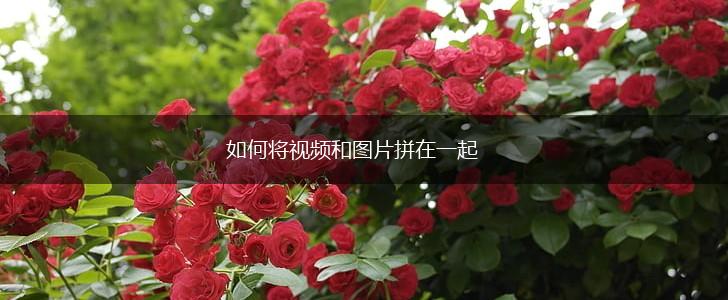 如何将视频和图片拼在一起,第1张