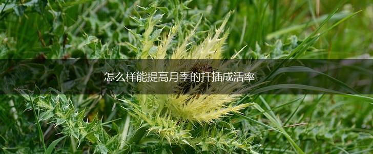 怎么样能提高月季的扦插成活率,第1张 怎么样能提高月季的扦插成活率,第1张