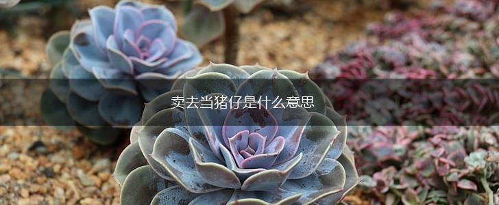 卖去当猪仔是什么意思,第1张 卖去当猪仔是什么意思,第1张