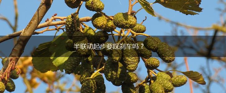 半联动起步要踩刹车吗？,第1张