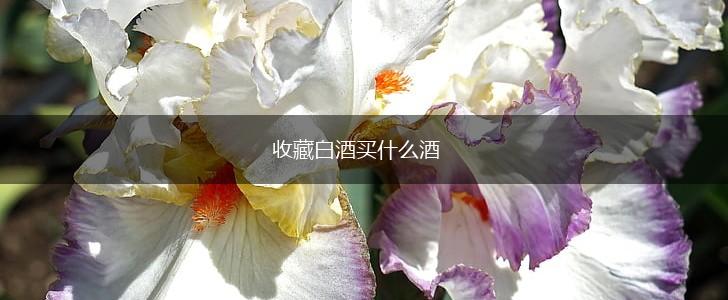 收藏白酒买什么酒,第1张
