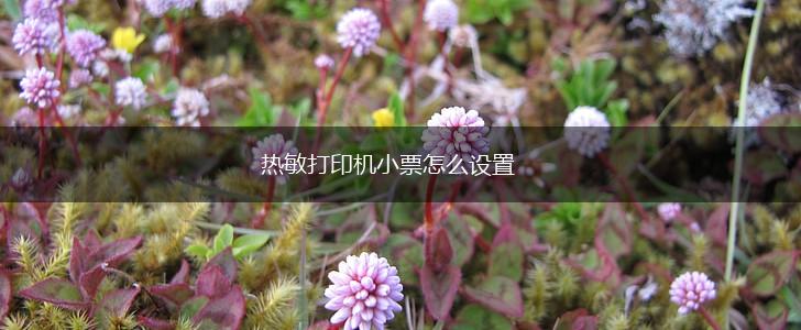 热敏打印机小票怎么设置,第1张