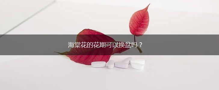 海棠花的花期可以换盆吗？,第1张