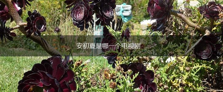 安初夏是哪一个电视剧,第1张
