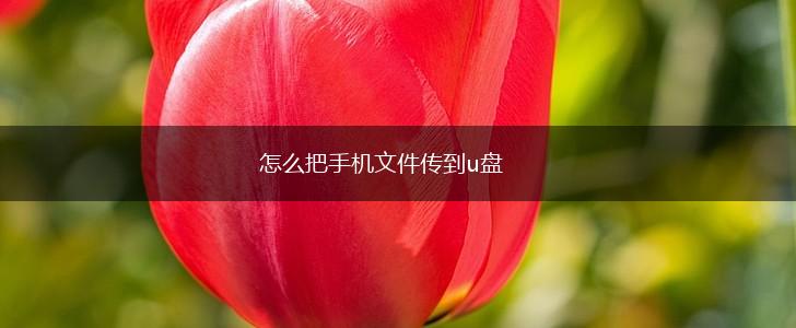 怎么把手机文件传到u盘,第1张