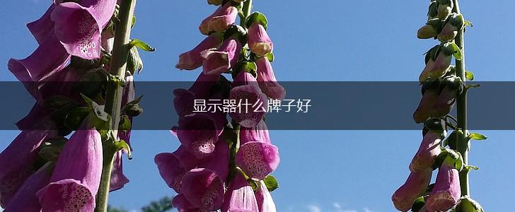 显示器什么牌子好,第1张