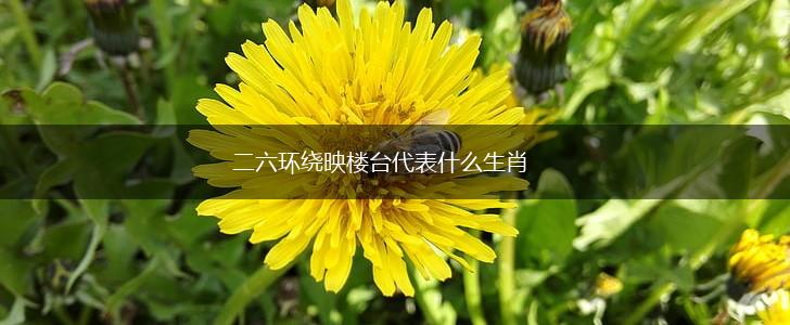 二六环绕映楼台代表什么生肖,第1张