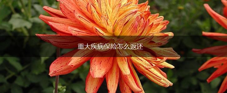 重大疾病保险怎么返还,第1张