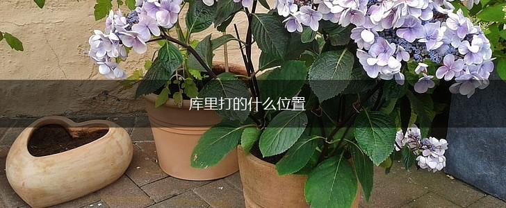 库里打的什么位置,第1张 库里打的什么位置,第1张
