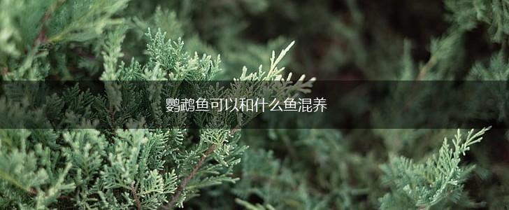 鹦鹉鱼可以和什么鱼混养,第1张