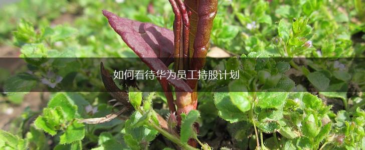 如何看待华为员工持股计划,第1张