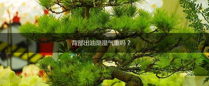 背部出油是湿气重吗?,第1张 背部出油是湿气重吗?,第1张