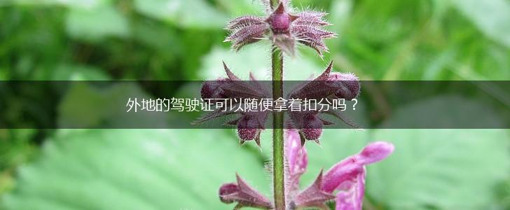 外地的驾驶证可以随便拿着扣分吗？,第1张
