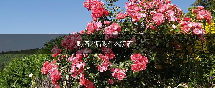 喝酒之后喝什么解酒,第1张