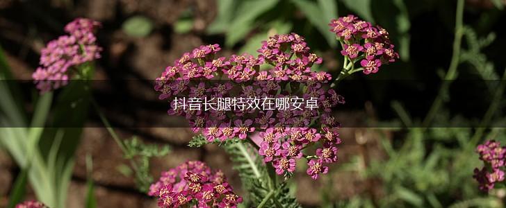 抖音长腿特效在哪安卓,第1张