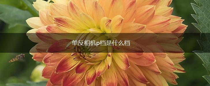 单反相机p档是什么档,第1张