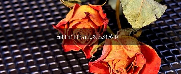支付宝上的花呗怎么还款啊,第1张