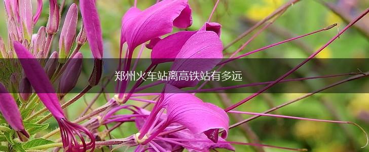 郑州火车站离高铁站有多远,第1张