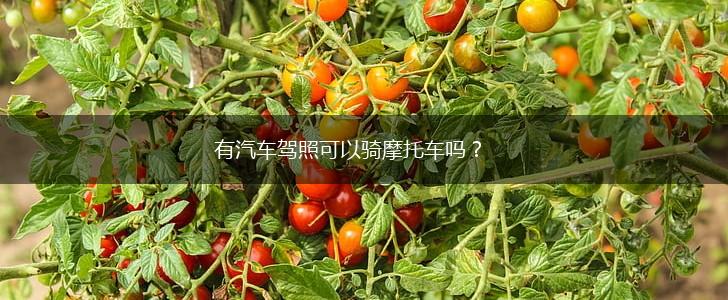 有汽车驾照可以骑摩托车吗？,第1张