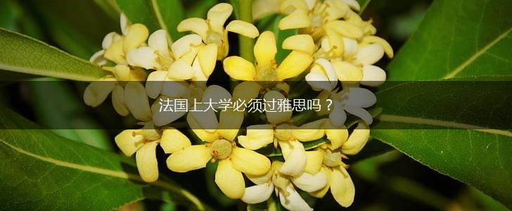 法国上大学必须过雅思吗？,第1张