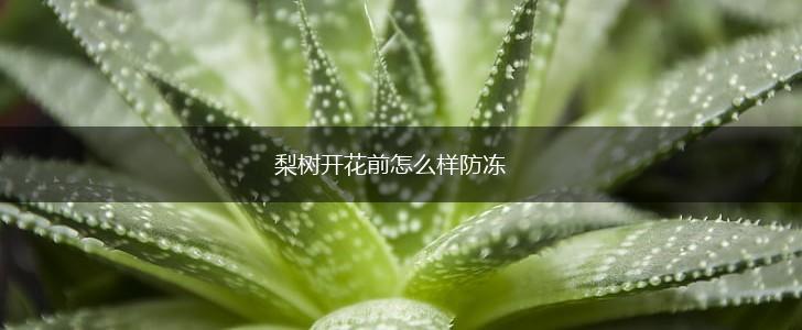 梨树开花前怎么样防冻,第1张
