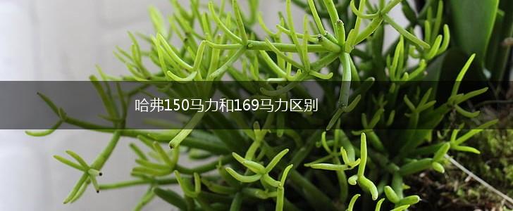 哈弗150马力和169马力区别,第1张
