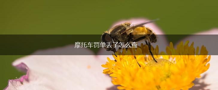摩托车罚单丢了怎么查,第1张