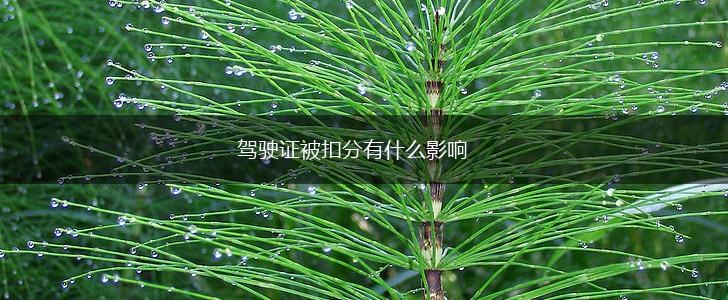 驾驶证被扣分有什么影响,第1张